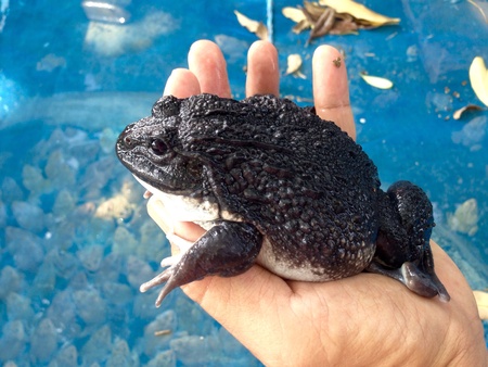 Frogs, economic animals and farmの素材