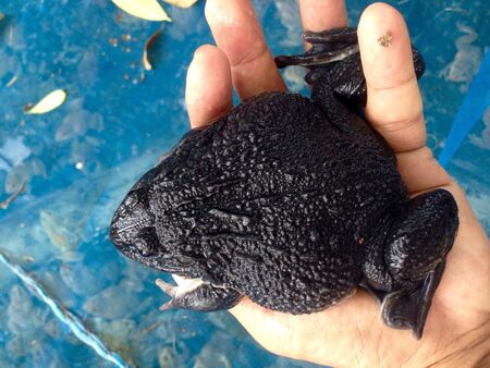 Frogs, economic animals and farmの素材