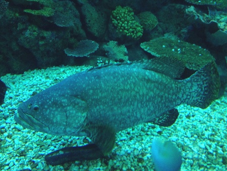 Fish in a big sea aquarium