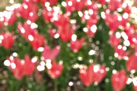 Bokeh light circle natural colorsの写真素材