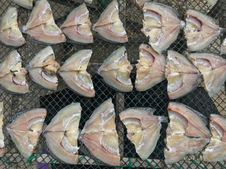 Fresh fish are sun-dried on the netの素材
