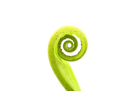 Young leaf of a Bird's nest fern.の写真素材