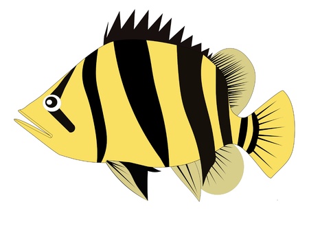 Siamese tiger fish  Datnioides microlepis  a famous big fresh water fish in aquariums のイラスト素材