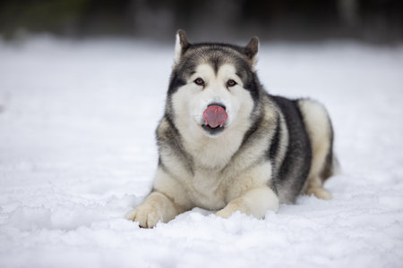 Malamute Dog Is Lying on Snowy Ground in Winter. Outdoor Portrait Photo Shoot.