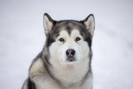 Malamute Dog Is Sitting on Snowy Ground in Winter. Outdoor Portrait Photo Shoot.