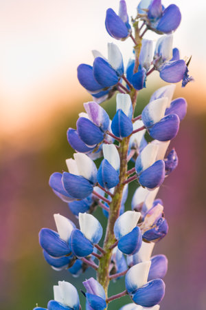 Lupine Flower in Evening Sunset Light. Beautiful Coloursの写真素材