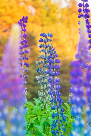 Lupine Flower in Evening Sunset Light. Beautiful Coloursの写真素材