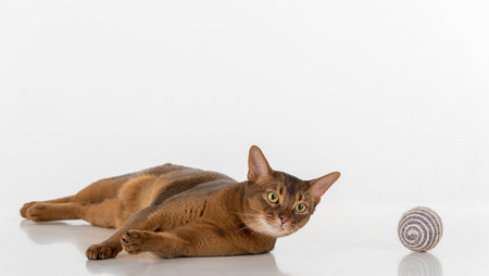Portrait Curious Abyssinian cat lying on ground and playing with ball. Isolated on white backgroundの写真素材