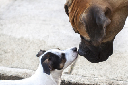 Jack Russell closer to a bullmastiff. Care and love between two different breeds.