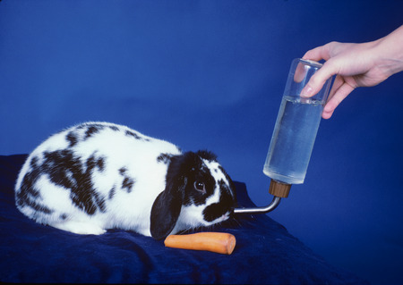 Woman caring for Rabbit by feeding and wateringの写真素材