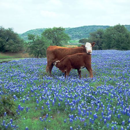 Calf is nursing Mother in a large field of Blue Bonnetsの写真素材