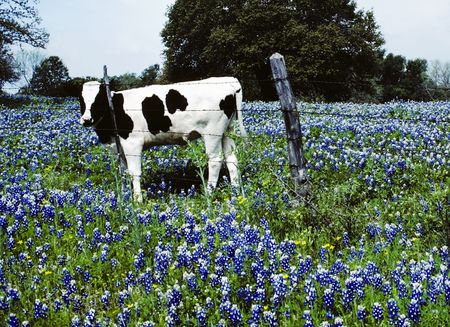 Black and White Cow in Blue Bonnetsの写真素材
