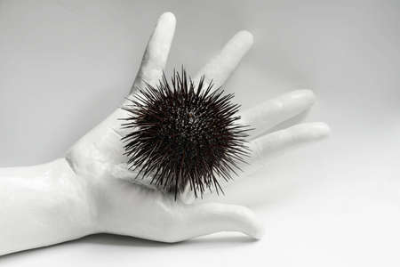 Urchin on a human handの写真素材