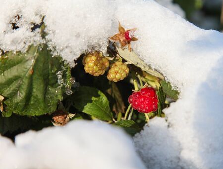 Winter.On the green leaves and berries raspberries fell first snow.の写真素材