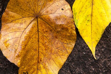 Two autumn leaves on a dark background. Fall.の写真素材