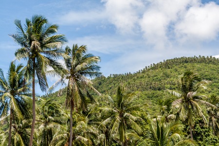 Palm trees on blue sky and mountain background. Day.の写真素材