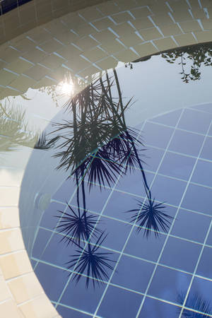 Reflection of palm trees in the pool water. Day.の写真素材