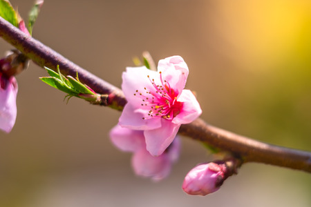 Sakura blossom, spring flowers.  Place for your design.の写真素材