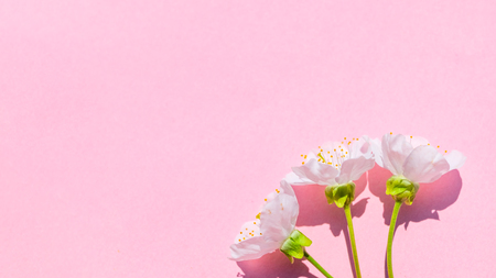 Sakura blossom on pink pastel background, spring flowers.  Place for your design.の写真素材