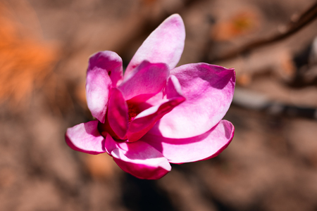 Magnolia blossom on blurred background, spring flowers.  Place for your design.の写真素材