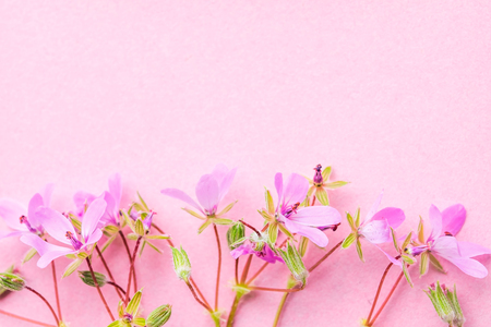 Blossom pink flowers on pink pastel background, spring flowers. Soft light color.  Place for your design.の写真素材