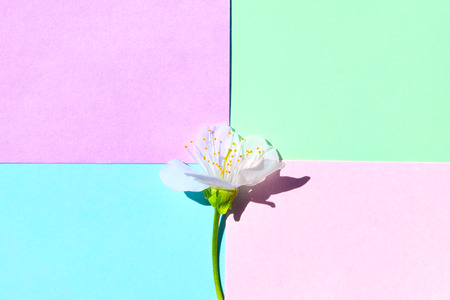 Sakura blossom on  pastel color background, spring flowers. Soft light color.  Place for your design.の写真素材