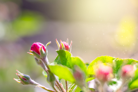 Beautiful twig of blossoming apple-tree, white-pink petals and green leaves, spring flowers.の写真素材