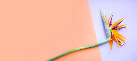 Tropical flowers background. Backdrop for your design.の写真素材