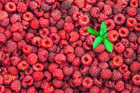 Fresh raspberries background closeup and mint leaves.