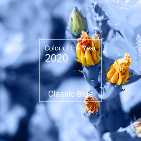 Background with flowering cactus in trendy blue color.