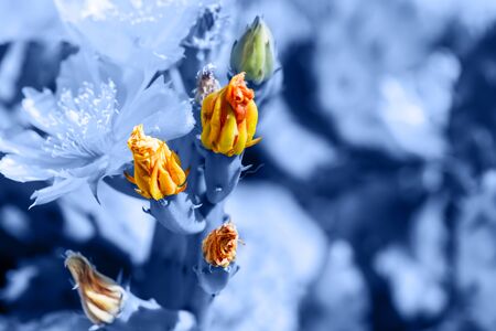 Background with flowering cactus in trendy blue color.の写真素材