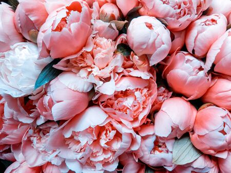 Pink peonies bouquet closeup, spring flowers. Flat lay.の写真素材