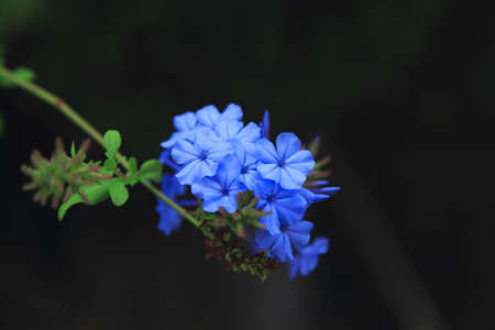 little blue flower lost in my gardinの写真素材