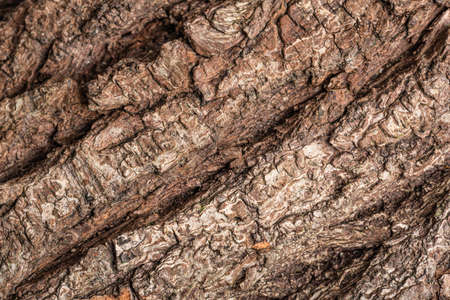 Close up macro shot of heavily textured tree bark