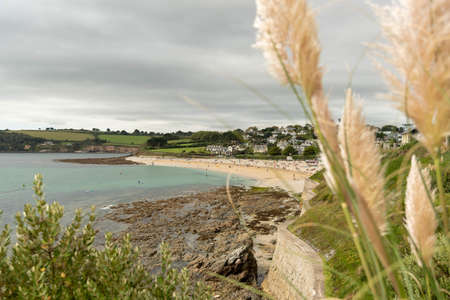 horizontal photograph of pampas grass set against a coastal viewの写真素材