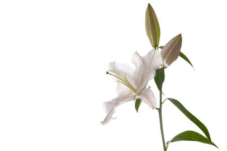 High key photograph of a Lily on a white background with copy spaceの写真素材