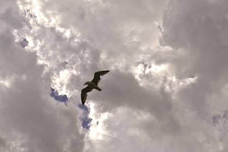 seagull flying in a cloudy sky