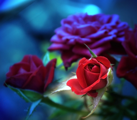 roses in the shadowの写真素材