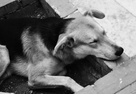 sleeping dogの写真素材