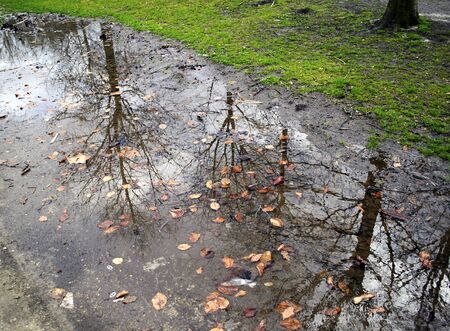 reflections of tree branches
