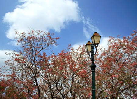 red trees behind an exterior lampの写真素材