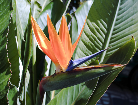strelitzia flowerの写真素材