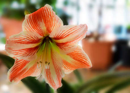 amaryllis flowerの写真素材