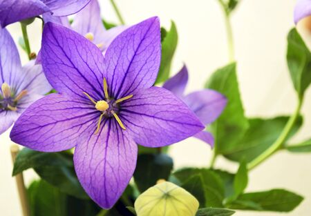 purple flowerの写真素材