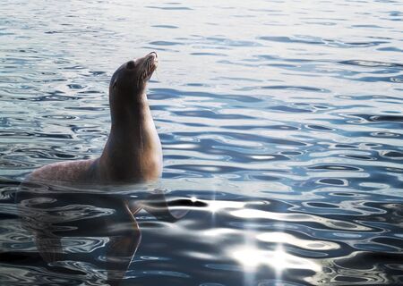 seal in the seaの写真素材
