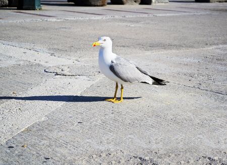 seagull with shadowの写真素材