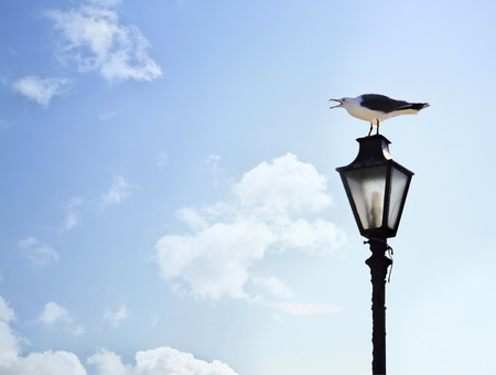 seagull screaming on the lampの写真素材