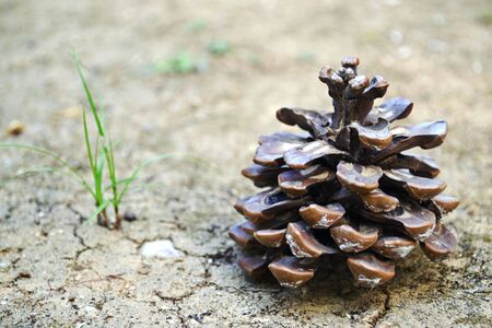 pine cone