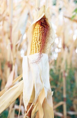 organic farming - corn crops on the stalk growing in the fieldの写真素材
