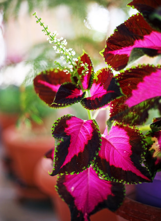 close up of Coleus flower - Painted Nettle or Flame Nettle flower - Plectranthus Scutellarioides - blurry natural backgroundの写真素材